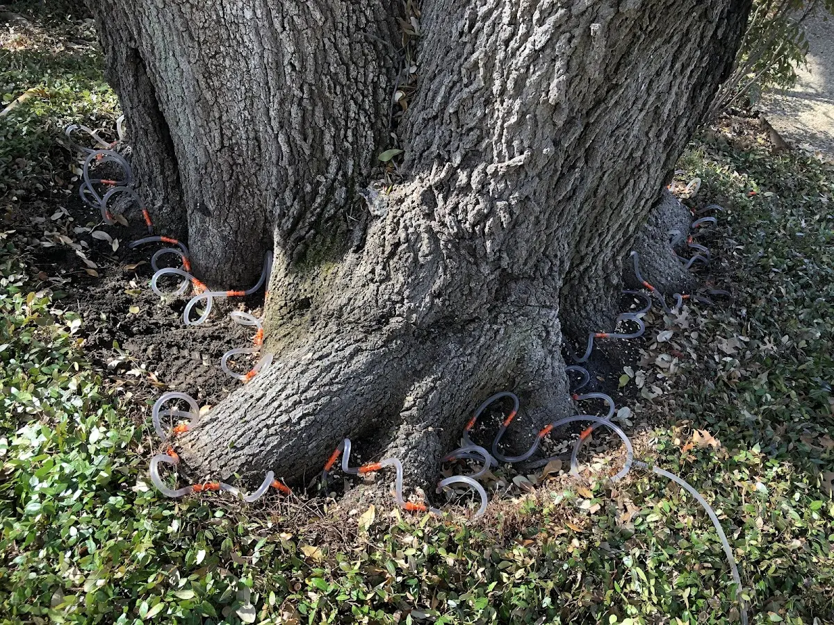 Detailed Tree Cabling and Bracing job site in Garrett